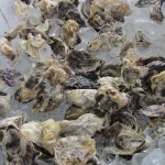 California Wine Festival Wilson Creek Shucking Oysters