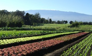 Kekela Farms Kekela Farms