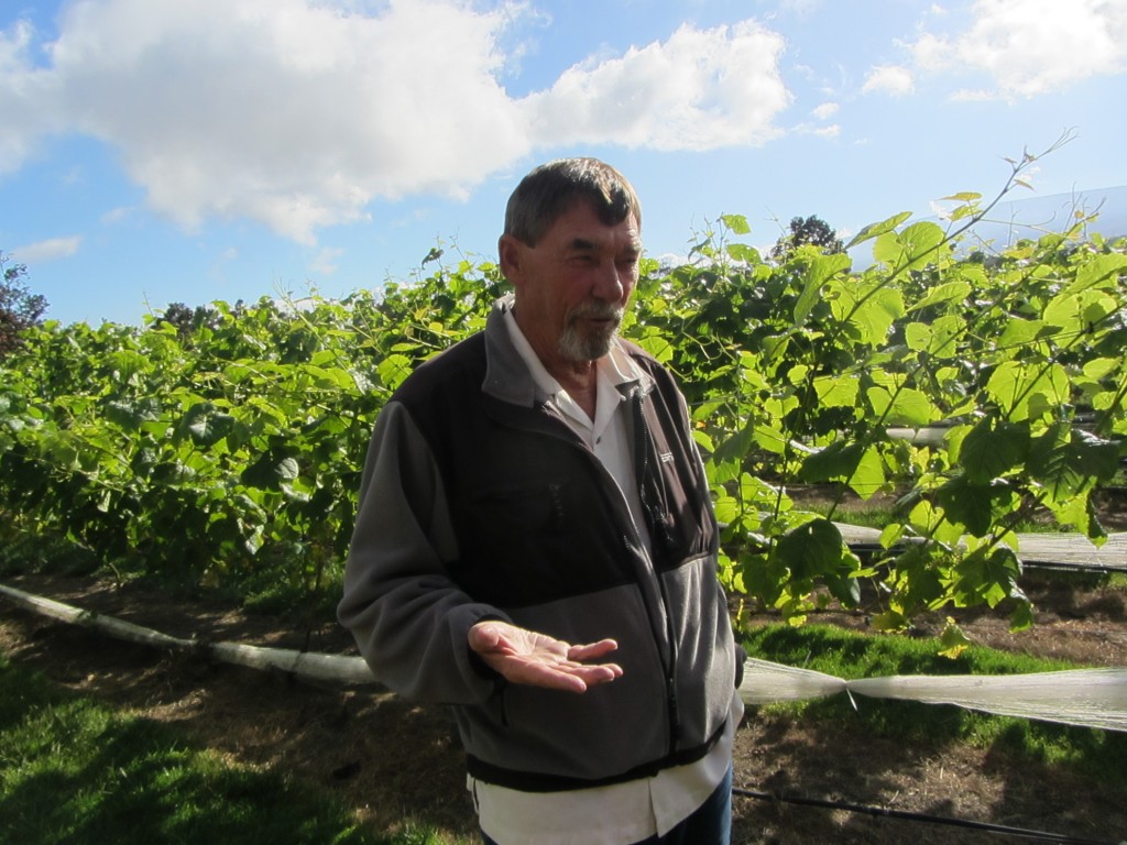 Kona to Volcano National Park - Valcano Wineries Vines are maturing quickly