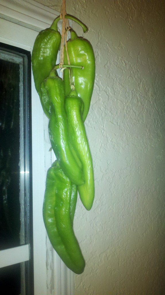 2012-09-12_23-11-06_900 Time Lapse Photo Blog of Air Dried Hatch Chilies