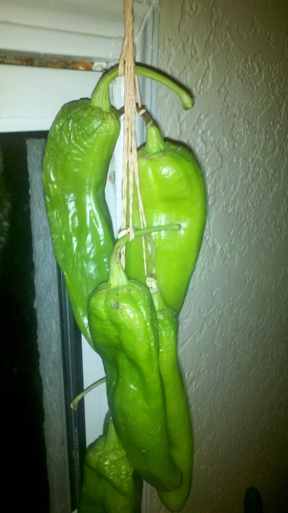 2012-09-14_00-14-01_653 Time Lapse Photo Blog of Air Dried Hatch Chilies