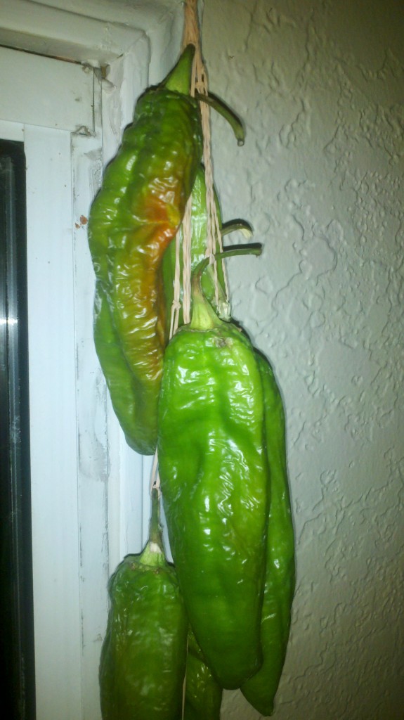 2012-09-16_23-21-17_441 Time Lapse Photo Blog of Air Dried Hatch Chilies