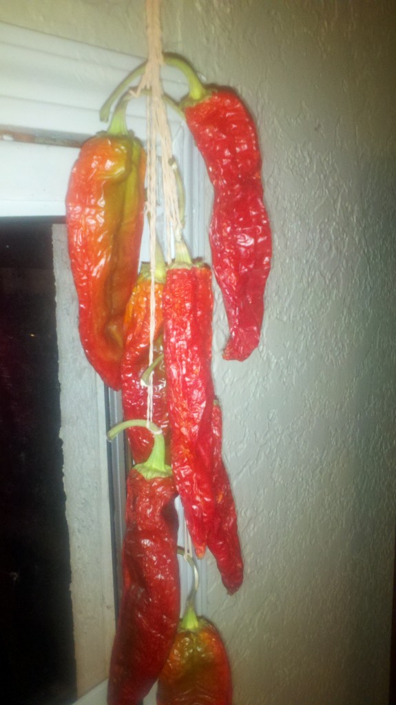 2012-09-25_22-35-17_309 Time Lapse Photo Blog of Air Dried Hatch Chilies