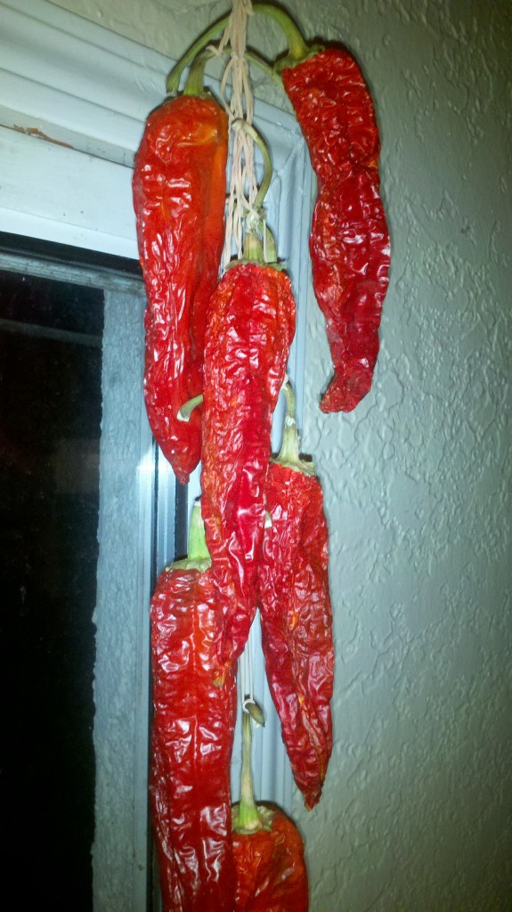 2012-09-28_19-11-26_258 Time Lapse Photo Blog of Air Dried Hatch Chilies