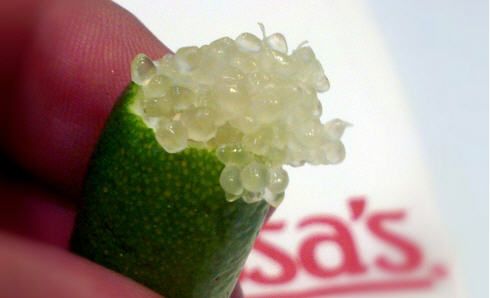 Please No Edamame, Make Mine a Garbanzo! and other Emerging Produce Trends