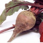 Beet Greens – 93 pt.