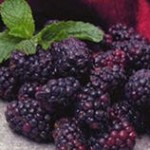 Blackberries – 74 pt