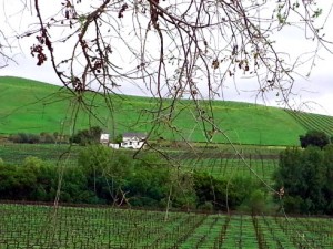 Napa Valley Artesa Winery