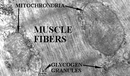 Toyota Grand Prix of Long Beach Glucogin