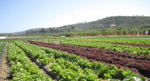 Winder Farms tanaka farms