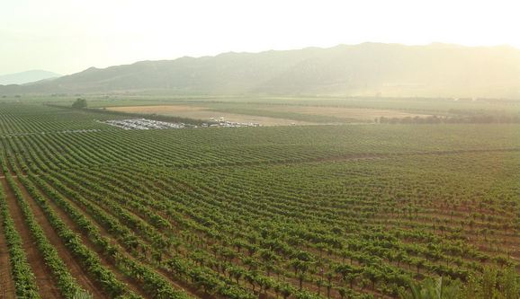 Guadaleupe ValleyBaja Wine Vineyard