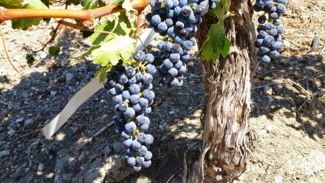Paso Robles Grapes