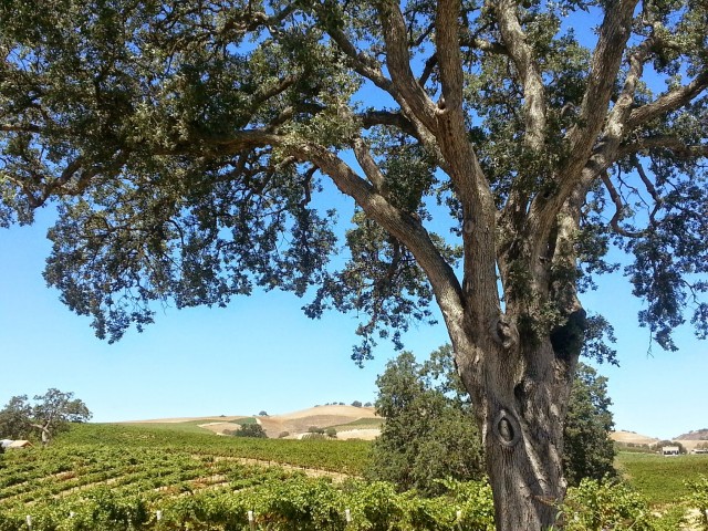 Paso Robles top 10 wineries