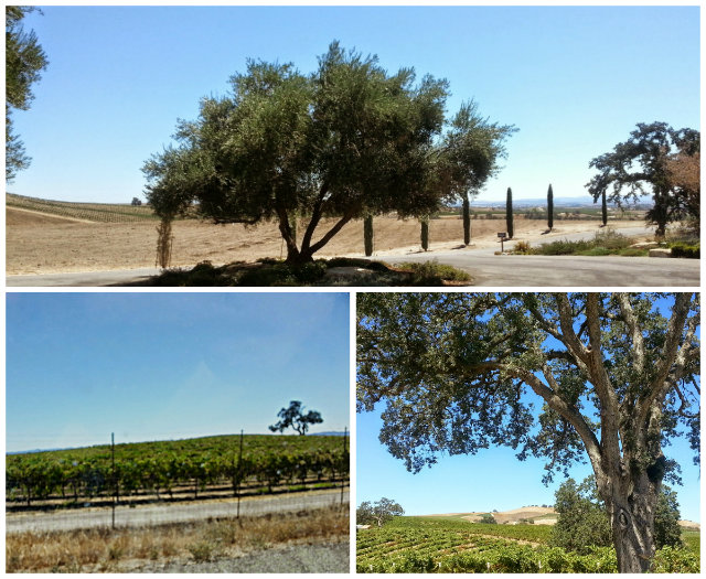 Paso Robles Estrella District on the East Side