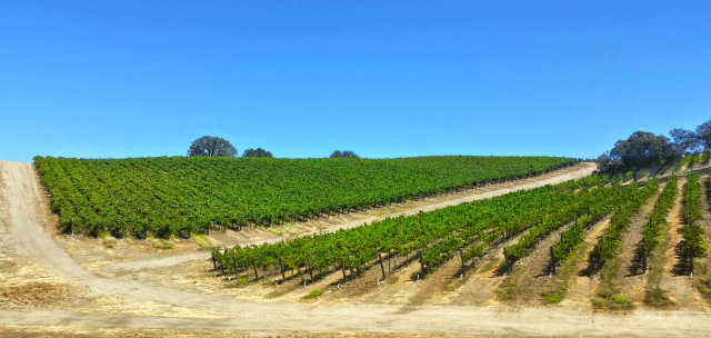 Paso Robles Top 10 Wineries - Vineyards