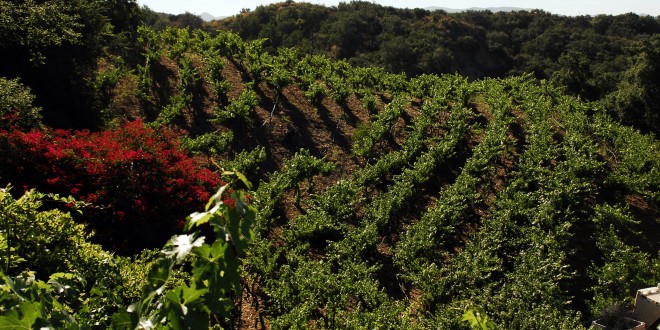 Hidden Orange County Wine Loop – Napa Valley, Eat your Hvarti out!