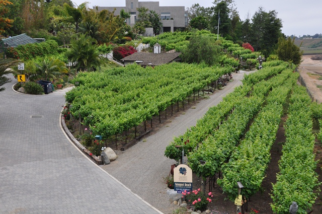 Newport Beach Vineyards and Winery Grape Vines