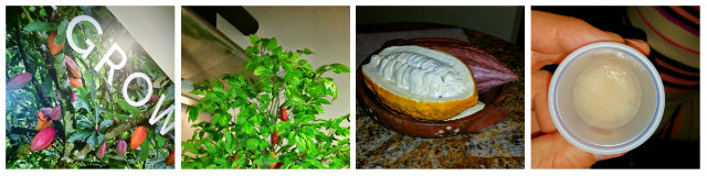 ChocXO Bean Pod Harvest