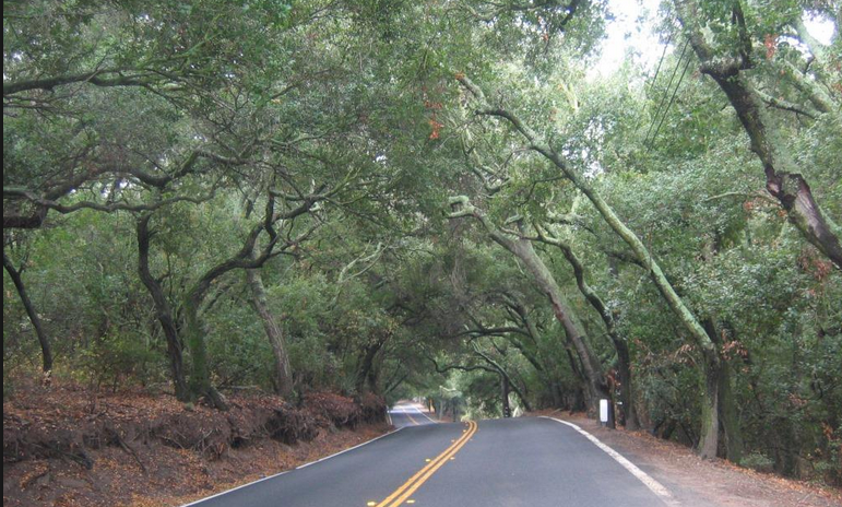 Heading through the tree tunnel on Trabuco Canyon Road