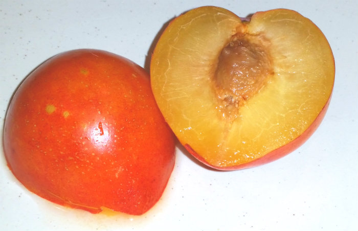 Lemon Plum fully rippened and cut open