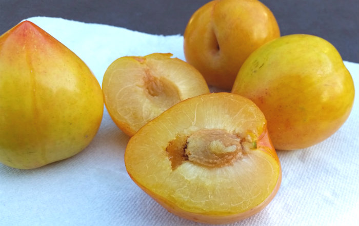 Lemon Plum three quarter rippened